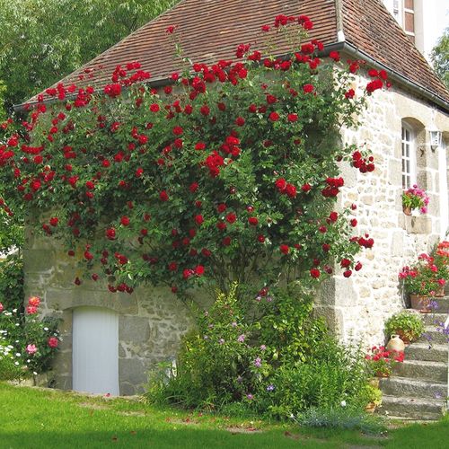 Červená - Stromkové růže, květy kvetou ve skupinkách - stromková růže s převislou korunou